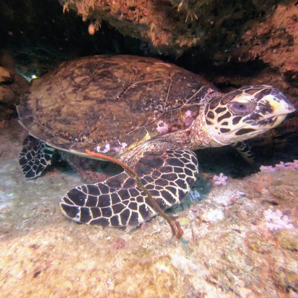 tauchen samui