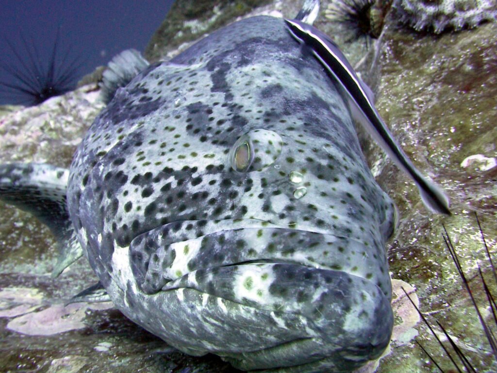 tauchen samui
