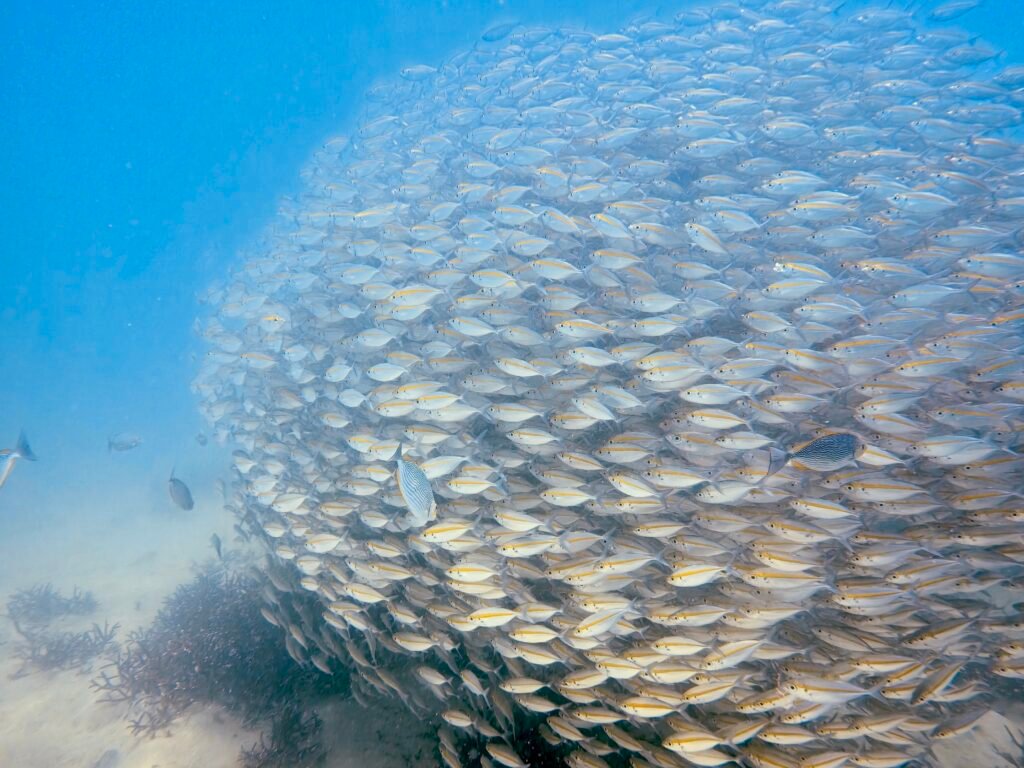 open water taucher