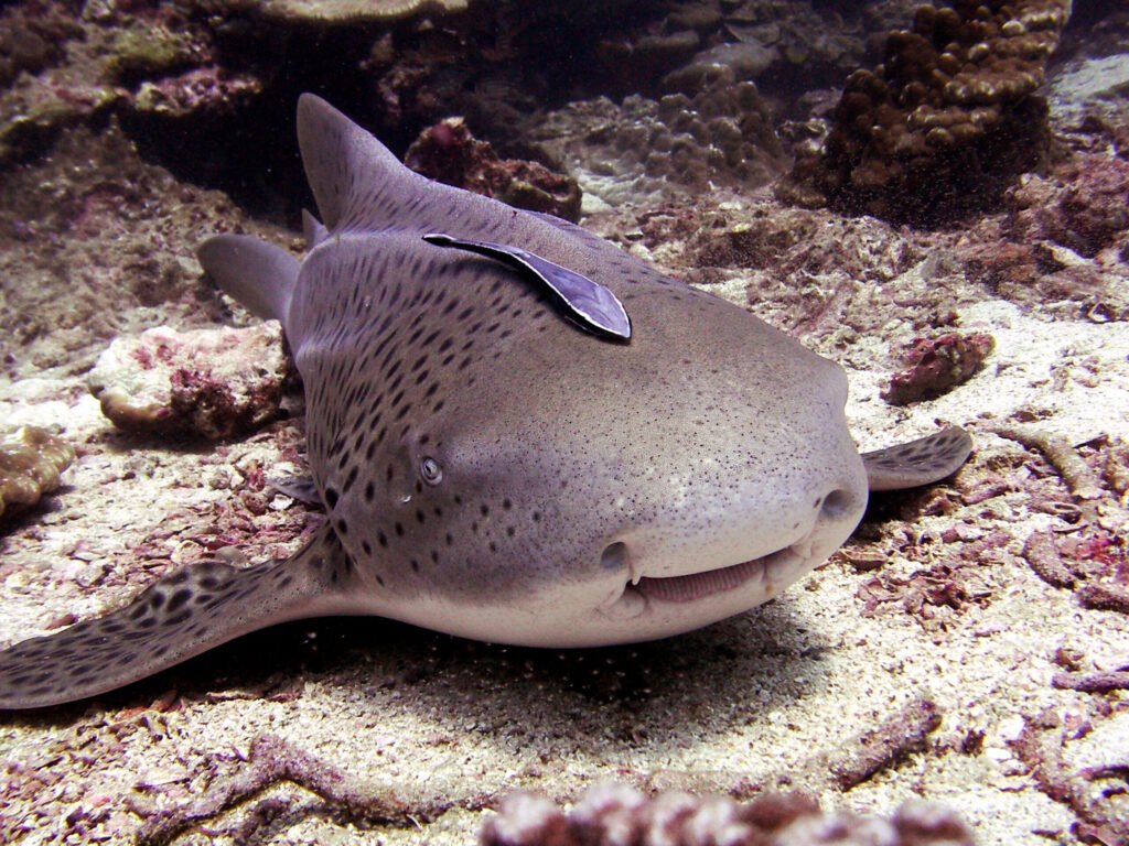 tauchtouren samui