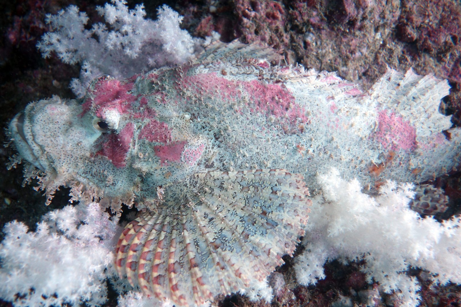 tieftauchen samui