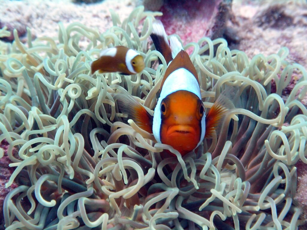 Klaun fisch