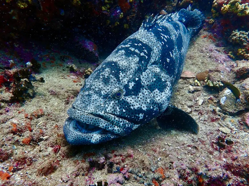 padi rescue diver